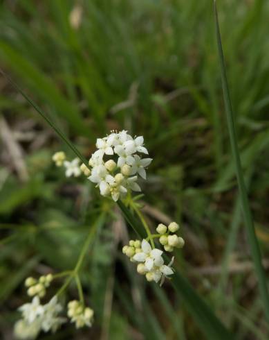 Fotografia de capa Galium saxatile - do Jardim Botânico