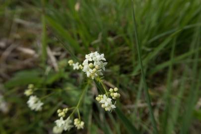 Fotografia da espécie Galium saxatile