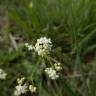 Fotografia 1 da espécie Galium saxatile do Jardim Botânico UTAD