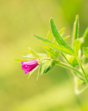 Fotografia 3 da espécie Geranium dissectum no Jardim Botânico UTAD