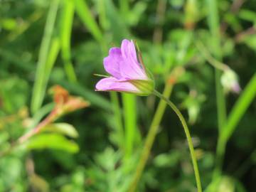 Fotografia da espécie Geranium dissectum