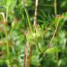 Fotografia 6 da espécie Geranium dissectum do Jardim Botânico UTAD