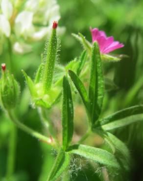 Fotografia 7 da espécie Geranium dissectum no Jardim Botânico UTAD