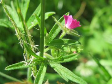 Fotografia da espécie Geranium dissectum