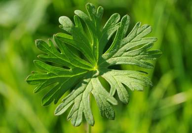 Fotografia da espécie Geranium dissectum