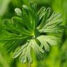 Fotografia 9 da espécie Geranium dissectum do Jardim Botânico UTAD