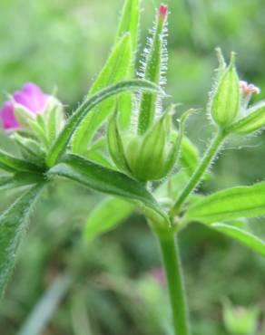 Fotografia 10 da espécie Geranium dissectum no Jardim Botânico UTAD