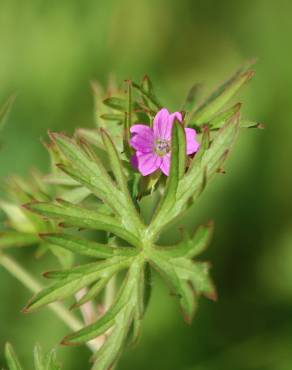 Fotografia 11 da espécie Geranium dissectum no Jardim Botânico UTAD