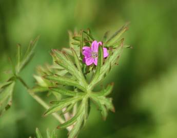 Fotografia da espécie Geranium dissectum