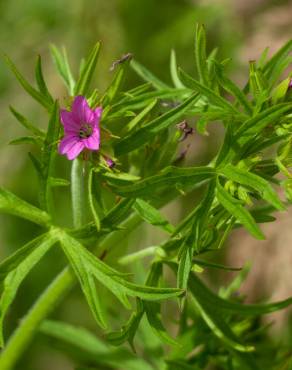 Fotografia 12 da espécie Geranium dissectum no Jardim Botânico UTAD