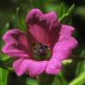 Fotografia 14 da espécie Geranium dissectum do Jardim Botânico UTAD