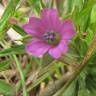 Fotografia 15 da espécie Geranium dissectum do Jardim Botânico UTAD