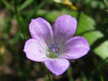 Fotografia da espécie Geranium columbinum