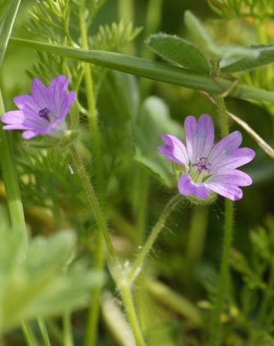 Fotografia de capa Geranium columbinum - do Jardim Botânico