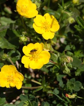 Fotografia 8 da espécie Helianthemum nummularium no Jardim Botânico UTAD