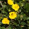 Fotografia 8 da espécie Helianthemum nummularium do Jardim Botânico UTAD