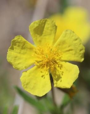 Fotografia 9 da espécie Helianthemum nummularium no Jardim Botânico UTAD