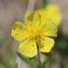 Fotografia 9 da espécie Helianthemum nummularium do Jardim Botânico UTAD