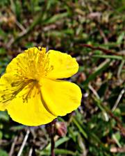 Fotografia da espécie Helianthemum nummularium