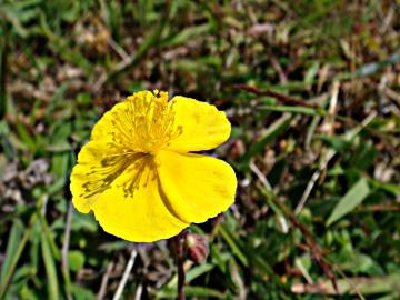 Fotografia da espécie Helianthemum nummularium