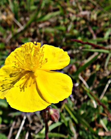 Fotografia de capa Helianthemum nummularium - do Jardim Botânico