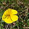 Fotografia 1 da espécie Helianthemum nummularium do Jardim Botânico UTAD