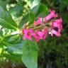 Fotografia 9 da espécie Escallonia rubra do Jardim Botânico UTAD