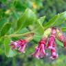 Fotografia 10 da espécie Escallonia rubra do Jardim Botânico UTAD