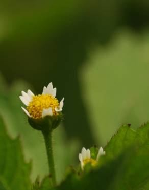 Fotografia 4 da espécie Galinsoga quadriradiata no Jardim Botânico UTAD