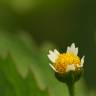 Fotografia 5 da espécie Galinsoga quadriradiata do Jardim Botânico UTAD