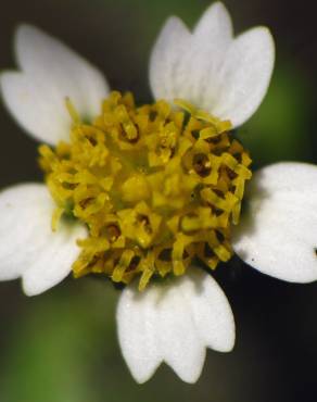 Fotografia 10 da espécie Galinsoga quadriradiata no Jardim Botânico UTAD