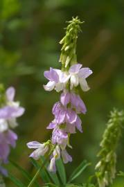 Fotografia da espécie Galega officinalis