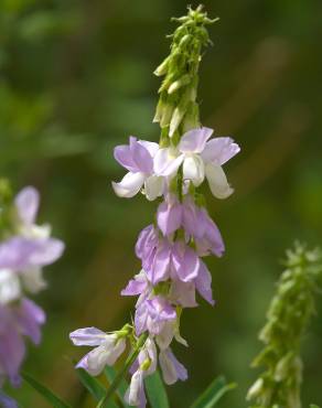 Fotografia 3 da espécie Galega officinalis no Jardim Botânico UTAD