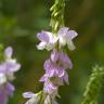 Fotografia 3 da espécie Galega officinalis do Jardim Botânico UTAD