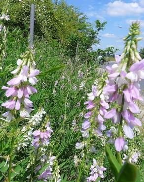 Fotografia 4 da espécie Galega officinalis no Jardim Botânico UTAD