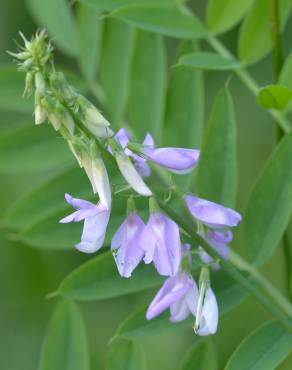 Fotografia 5 da espécie Galega officinalis no Jardim Botânico UTAD