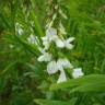 Fotografia 6 da espécie Galega officinalis do Jardim Botânico UTAD