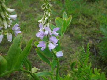 Fotografia da espécie Galega officinalis