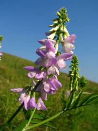 Fotografia da espécie Galega officinalis