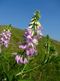 Fotografia da espécie Galega officinalis