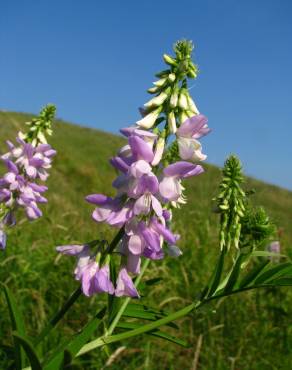 Fotografia 1 da espécie Galega officinalis no Jardim Botânico UTAD