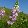 Fotografia 1 da espécie Galega officinalis do Jardim Botânico UTAD