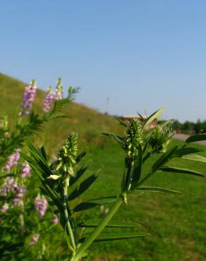 Fotografia 9 da espécie Galega officinalis no Jardim Botânico UTAD