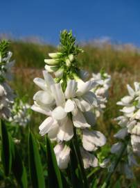 Fotografia da espécie Galega officinalis