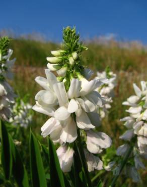 Fotografia 10 da espécie Galega officinalis no Jardim Botânico UTAD