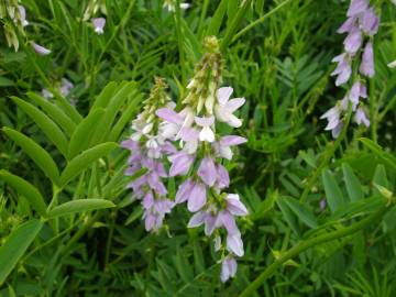 Fotografia da espécie Galega officinalis