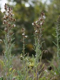 Fotografia da espécie Gamochaeta calviceps