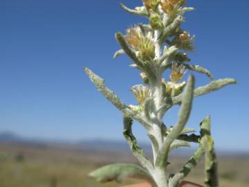 Fotografia da espécie Gamochaeta calviceps