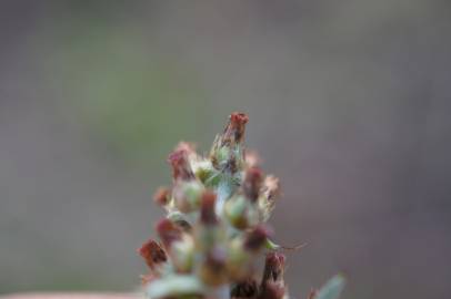 Fotografia da espécie Gamochaeta calviceps