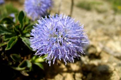 Fotografia da espécie Globularia vulgaris